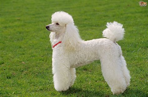 Miniature Poodle Dog Breed: Info, Pictures, Care, Traits & More